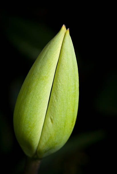 El crecimiento - foto de stock