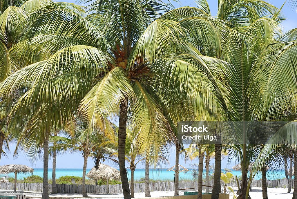 Tropical landscape  Backgrounds Stock Photo