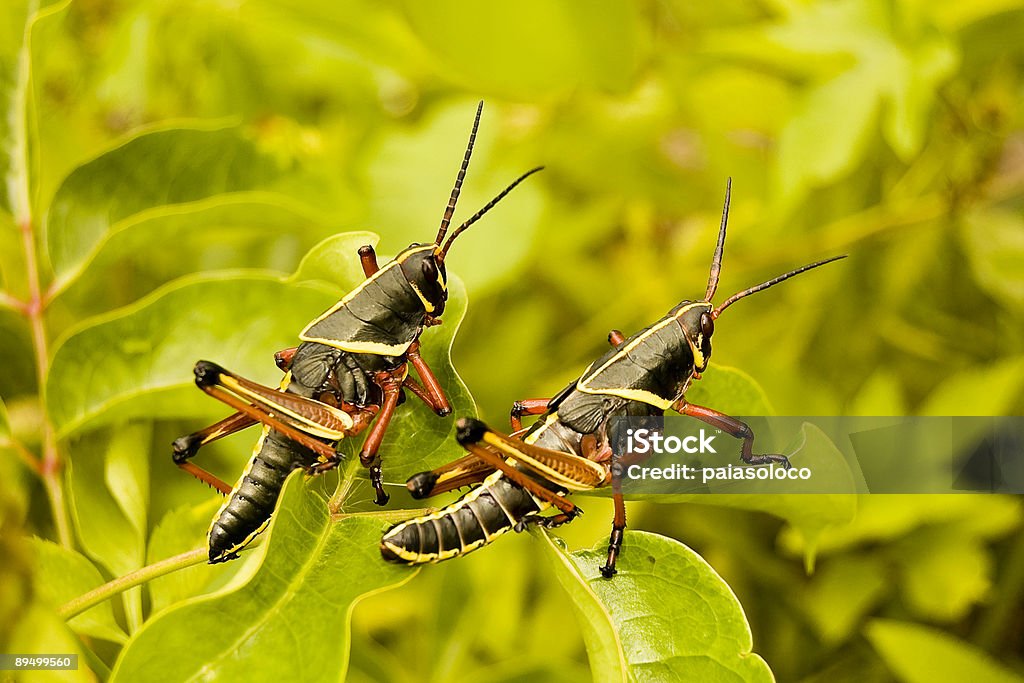 Grasshoppers - Lizenzfrei Blatt - Pflanzenbestandteile Stock-Foto
