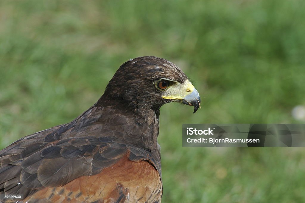 Eagle  Animal Stock Photo