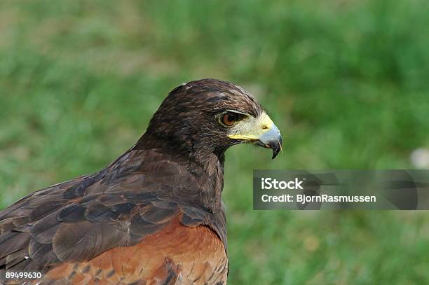 Eagle Stock Photo - Download Image Now - Animal, Animal Wing, Animals Hunting