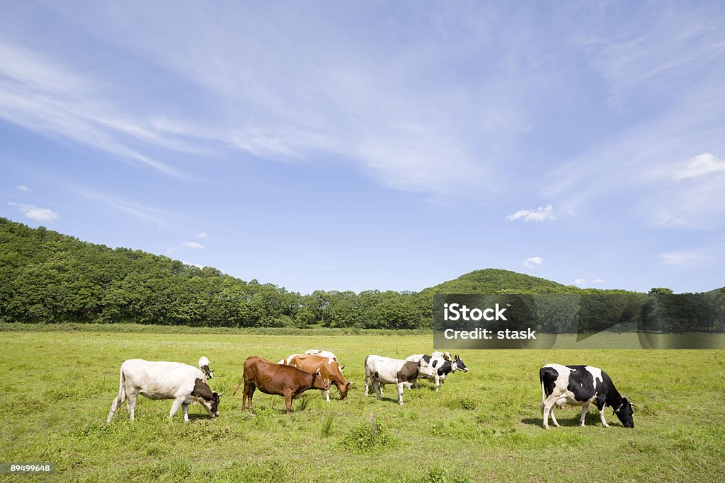 Les vaches - Photo de Agriculture libre de droits