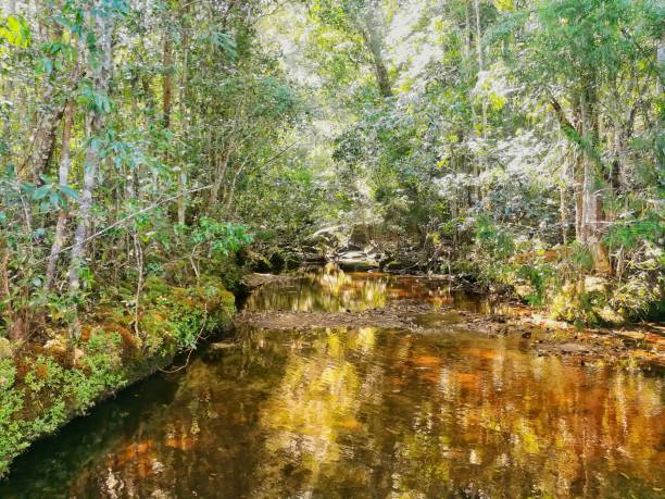 istock Waterway in tropical rainforest in Thailand. 894997000
