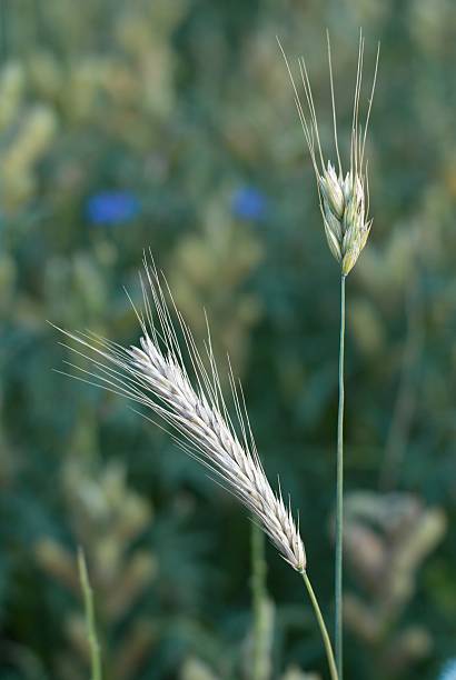 Deux oreilles rye - Photo