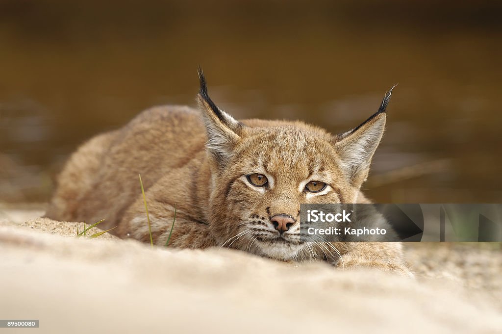 Lynx - Foto de stock de Lince libre de derechos