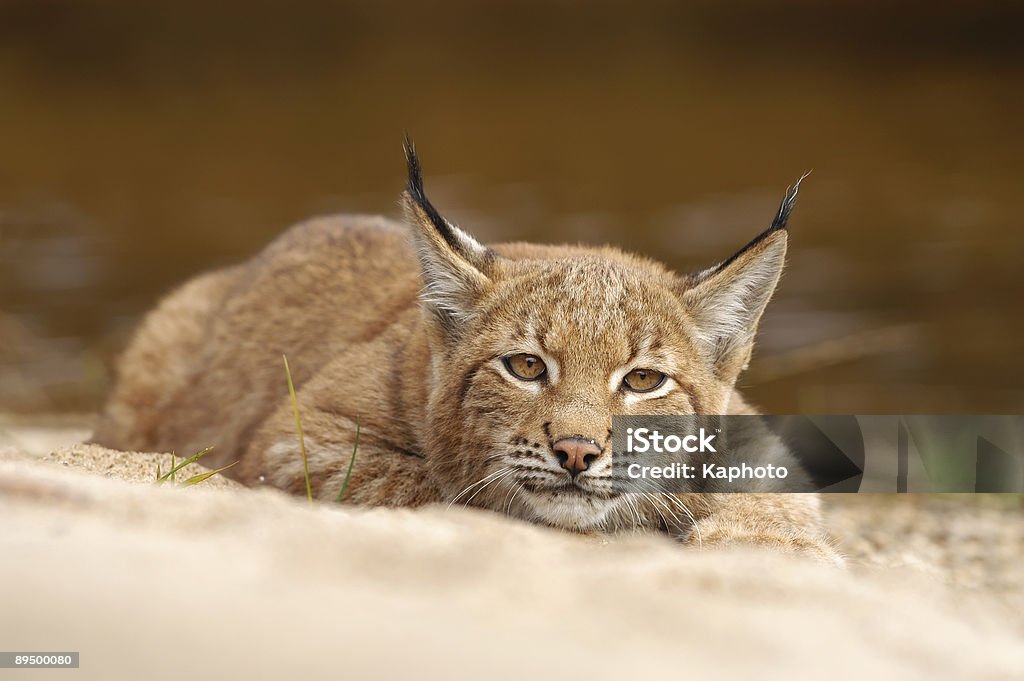 Lynx - Photo de Lynx libre de droits