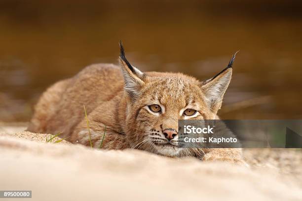 Photo libre de droit de Lynx banque d'images et plus d'images libres de droit de Lynx - Lynx, Lynx américain, Lynx eurasien