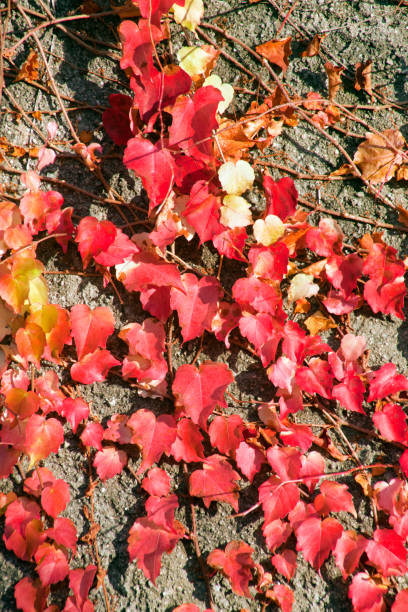 istock Red ivy leaves in Galicia, Spain. 895000818