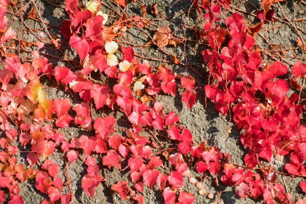 istock Red ivy leaves in Galicia, Spain. 895000848