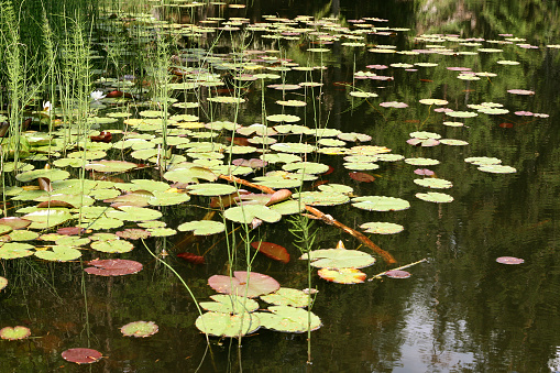 A fish pond has lots of water lily plants