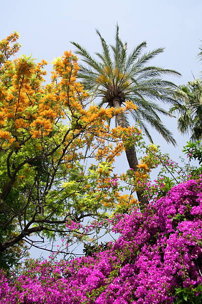 Giardino tropicale - foto stock