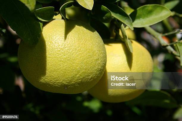 柑橘類 Iii - かんきつ類のストックフォトや画像を多数ご用意 - かんきつ類, アスコルビン酸, カラー画像