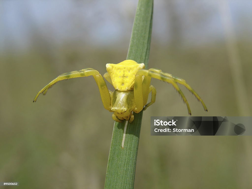 Amarillo araña cangrejo en una hoja de hierba - Foto de stock de Amarillo - Color libre de derechos