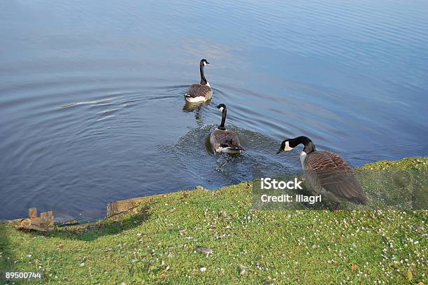 Photo libre de droit de Oies Dans Le Parc banque d'images et plus d'images libres de droit de Beauté de la nature - Beauté de la nature, Bleu, Canada