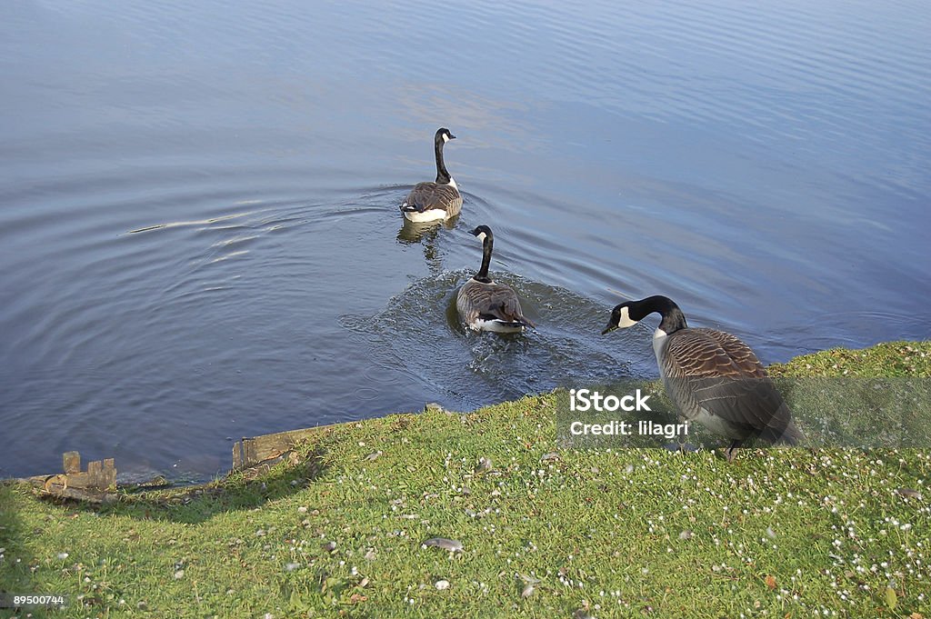 Gansos no parque - Royalty-free Andar à Pato Foto de stock