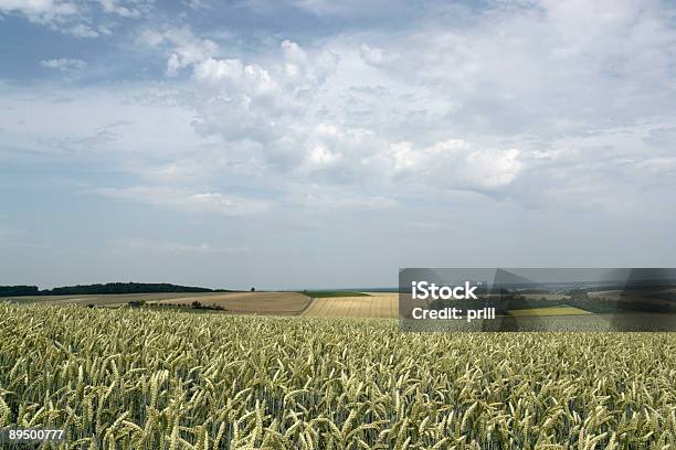 Rurale Vista Panoramica In Hohenlohe - Fotografie stock e altre immagini di Agricoltura - Agricoltura, Albero, Alimento di base