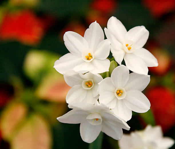 White Flower stock photo