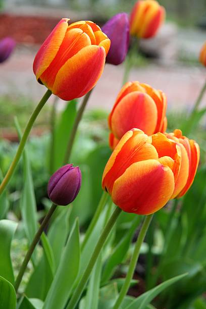 Swaying Tulips stock photo