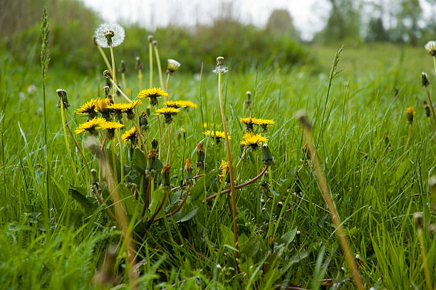 Meadow stock photo