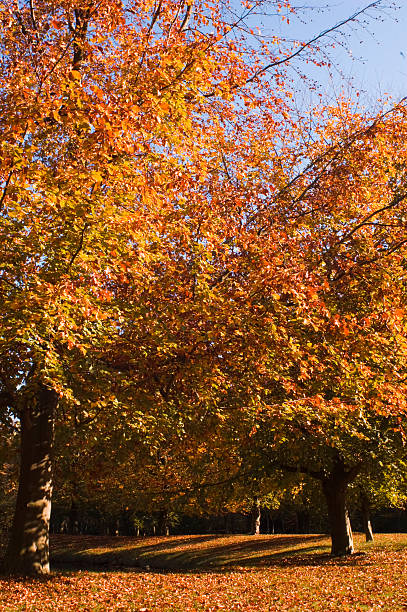 Automne dans la forêt. - Photo