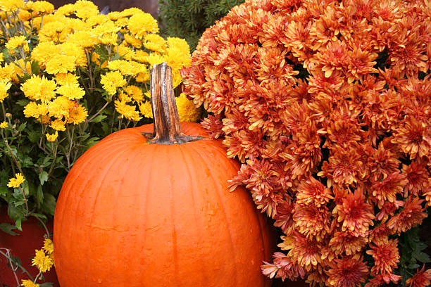 istock Autumn Colors, Pumpkins and flowers 89501481