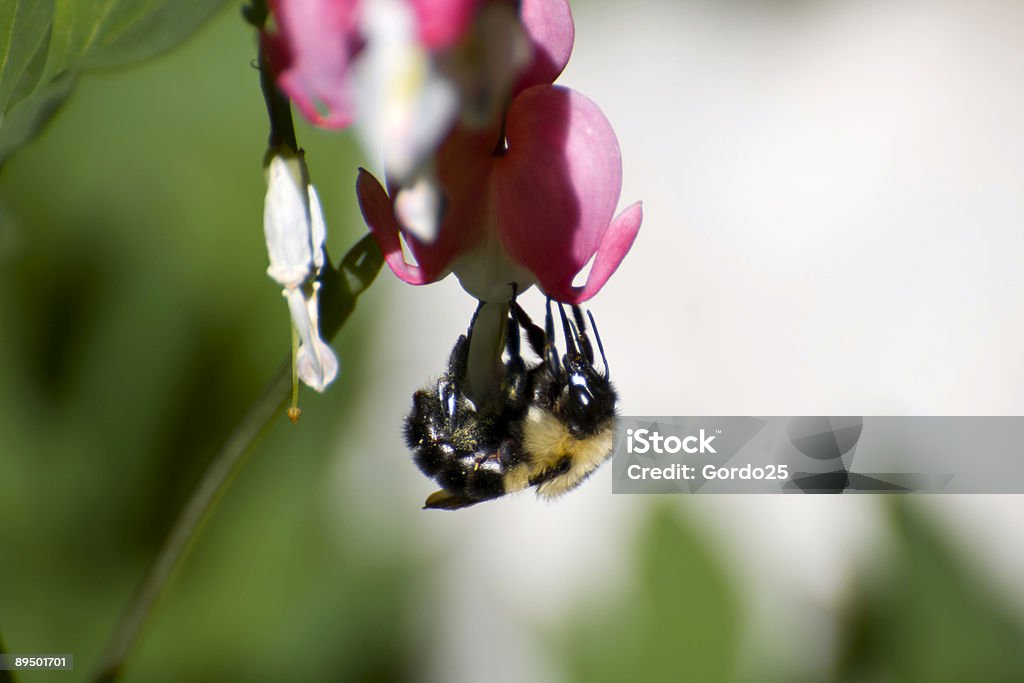 Bee Collecting Pollen  Animal Wing Stock Photo