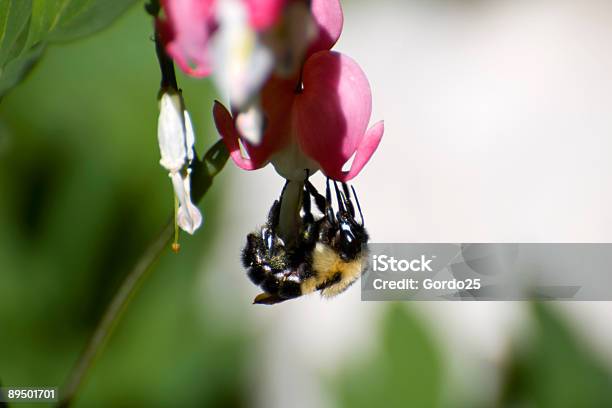 Bee Collecting Pollen Stock Photo - Download Image Now - Animal Wing, Beauty In Nature, Bee