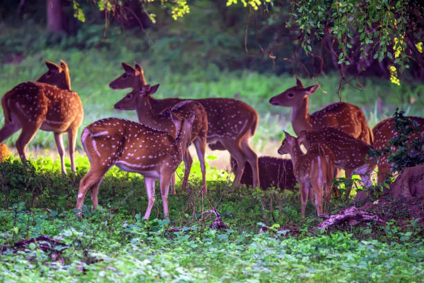 istock A herd of spotted deer or Axis foraging 895018206