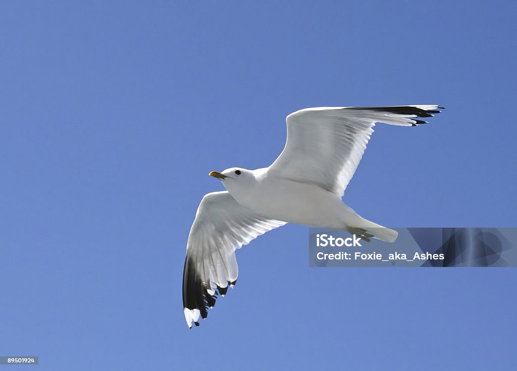 Soaring seagull  Animal Stock Photo