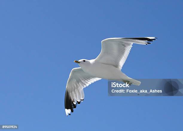 Soaring Seagull Stock Photo - Download Image Now - Animal, Animal Wildlife, Animals In The Wild