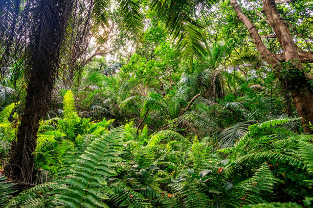istock Scenic view of rainforest with ferns 895021098