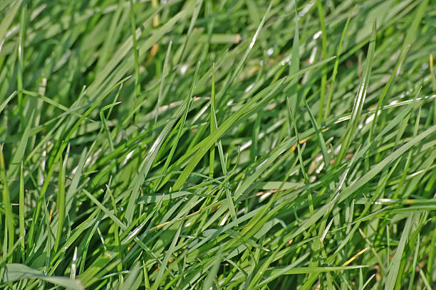 istock Lush Grass in English Meadow 89502141