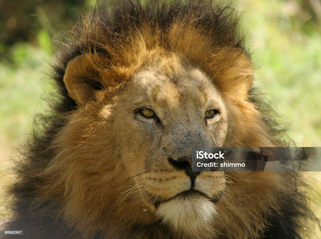 Lion relajante - Foto de stock de Animales cazando libre de derechos