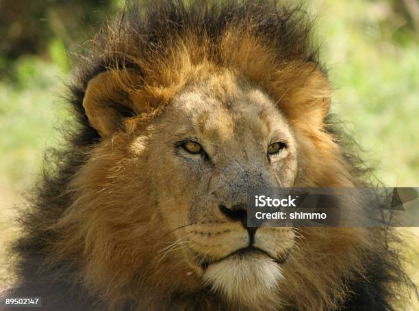 Lion Relajante Foto de stock y más banco de imágenes de Animales cazando - Animales cazando, Animales de Safari, Animales salvajes
