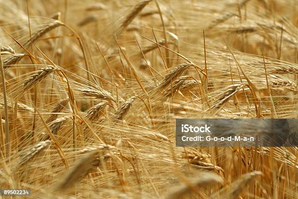 Wheaten Fieldoro Oídos Foto de stock y más banco de imágenes de Agricultura - Agricultura, Aire libre, Amarillo - Color