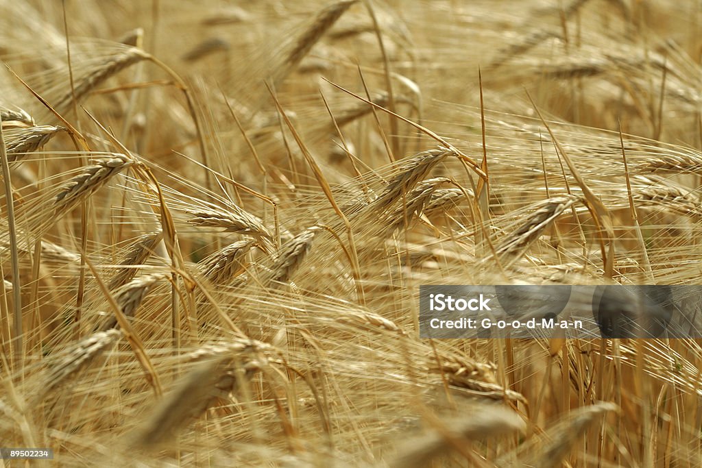 Wheaten campo/ouro Ouvidos - Royalty-free Agricultura Foto de stock