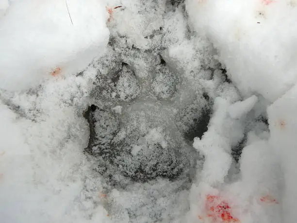 Photo of Wolf track in the snow,