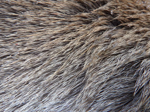 istock Furs of red deer 895023234