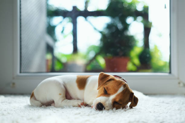 Jack russel puppy on white carpet Jack russel puppy on white carpet. Small dog sleep in the house dog agility photos stock pictures, royalty-free photos & images