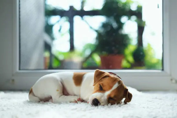 Photo of Jack russel puppy on white carpet