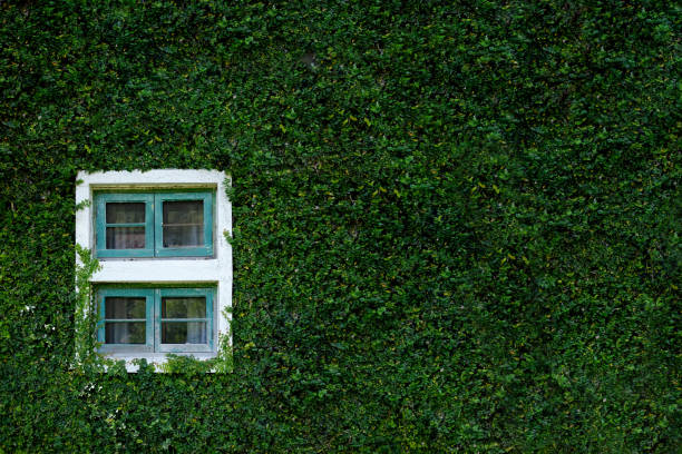 istock Window with green leave on the wall. 895025620