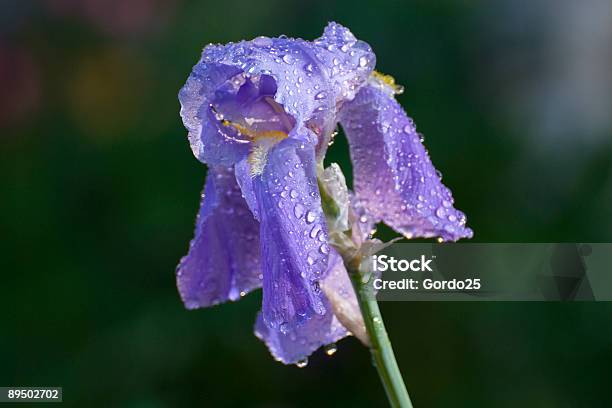 シングルアイリスの花 - しずくのストックフォトや画像を多数ご用意 - しずく, アヤメ属, カラー画像