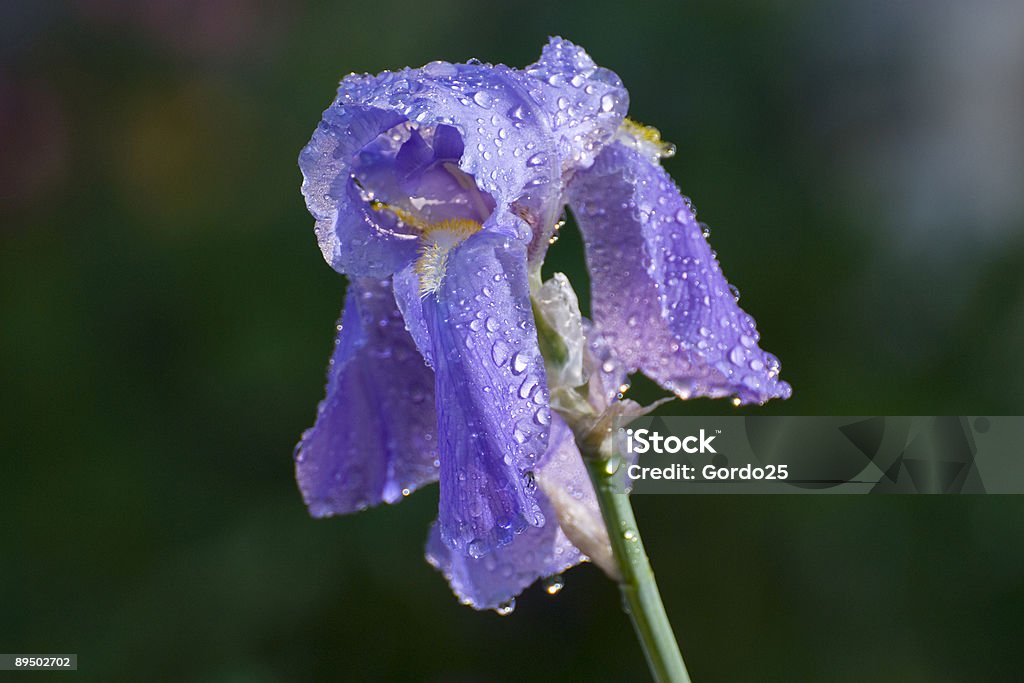 Única flor de íris - Foto de stock de Azul Turquesa royalty-free
