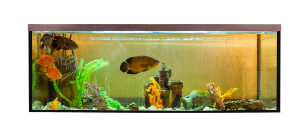 istock Beautiful aquarium with jellyfish and astronotus (Astronotus ocellatus) 895027580
