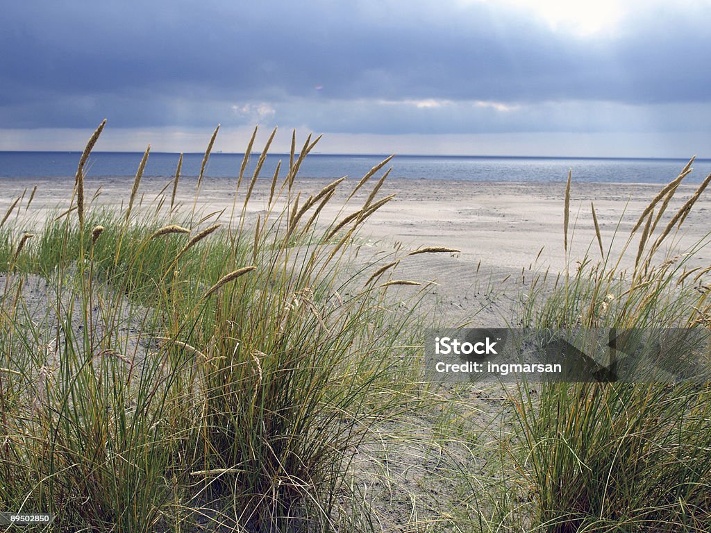 serene beach  Animal Stock Photo