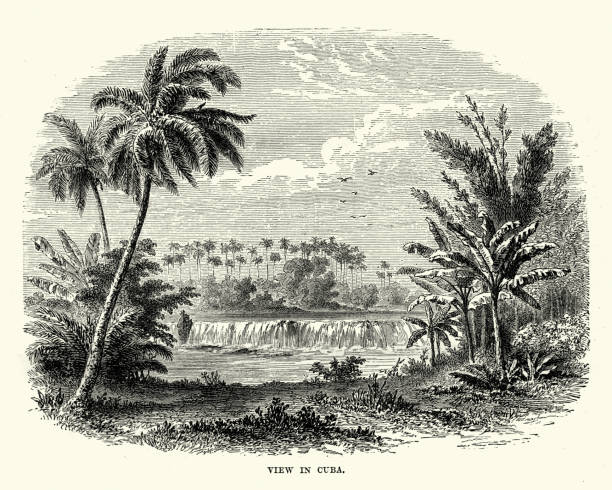 View in Cuba, 19th Century Vintage engraving of a View in Cuba, 19th Century cuba illustrations stock illustrations