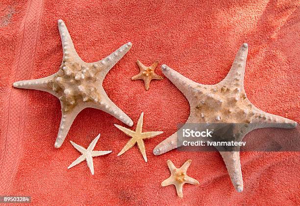 Estrella De Mar Para La Familia Foto de stock y más banco de imágenes de Color - Tipo de imagen - Color - Tipo de imagen, Estrella de mar, Familia de animal