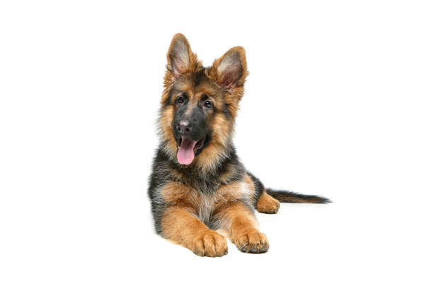 istock beautiful german shepard puppy 895033570