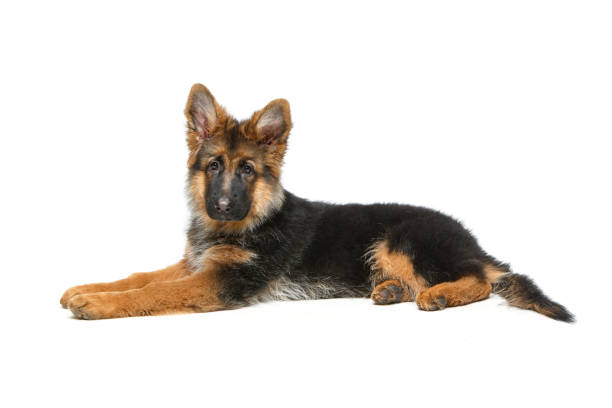 istock beautiful german shepard puppy 895033694