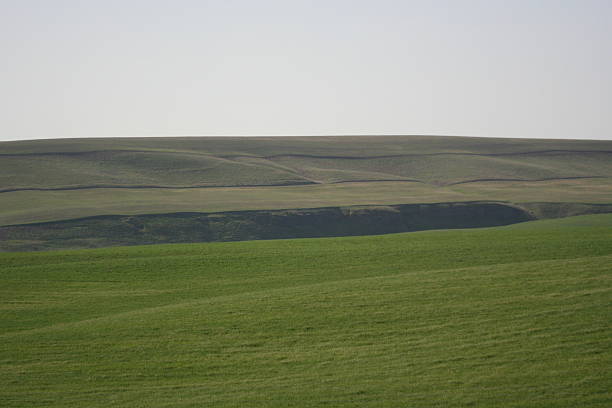 Palouse in Spring stock photo